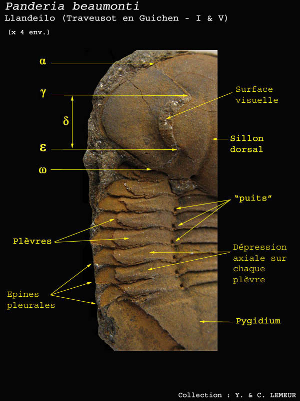 Trilobite-100.jpg