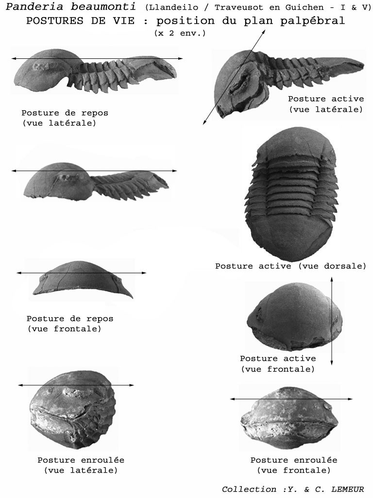 Trilobite-104.jpg
