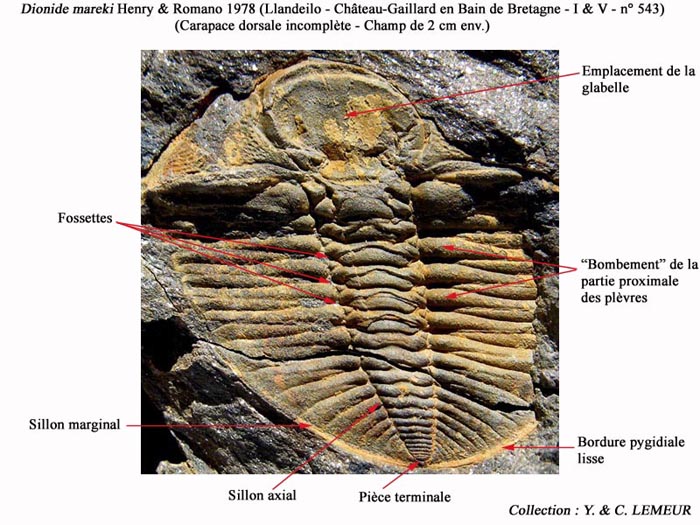 Trilobite-120.jpg