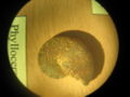 Ammonite-valanginien-phylloceras.jpg