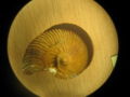 Ammonite-valanginien-neocomites.jpg