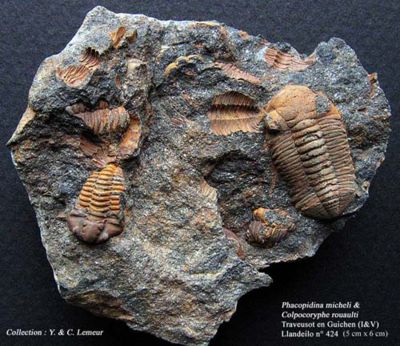 Trilobites de Bretagne.