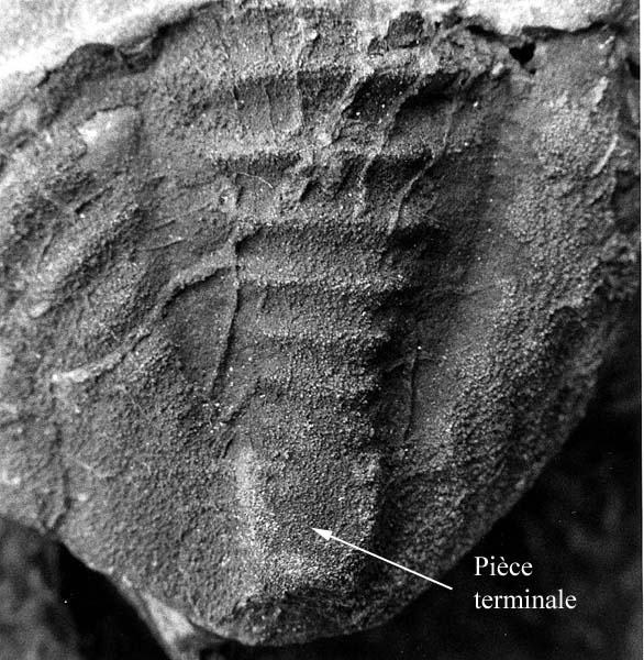 Fichier:Trilobite-87.jpg