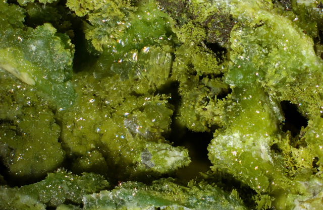 Fichier:Pyro argentolle.jpg