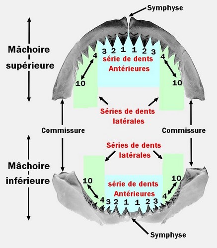 Machoire requin terminologie.jpg