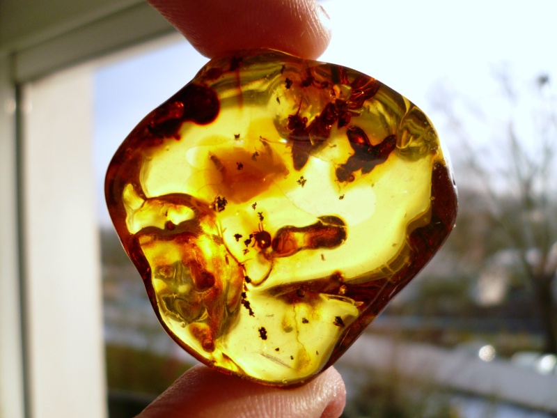 Fichier:Ambre mer baltique.jpg