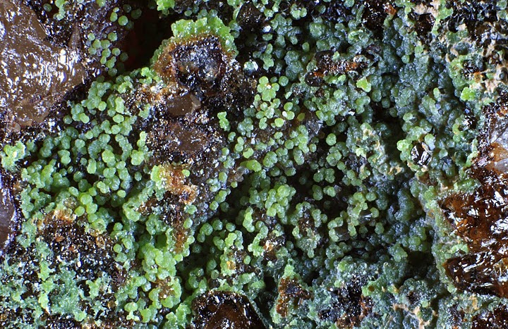 Fichier:Pyro Sarrie.jpg