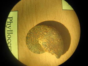 Ammonite-valanginien-phylloceras.jpg