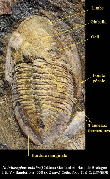 Fichier:Trilobite-65.jpg