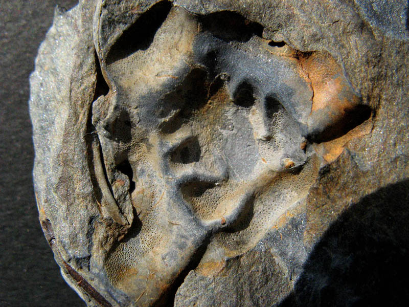 Fichier:Neseuretus tristani - 18.jpg