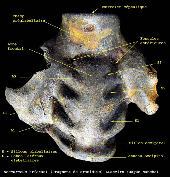 Trilobite-4.jpg