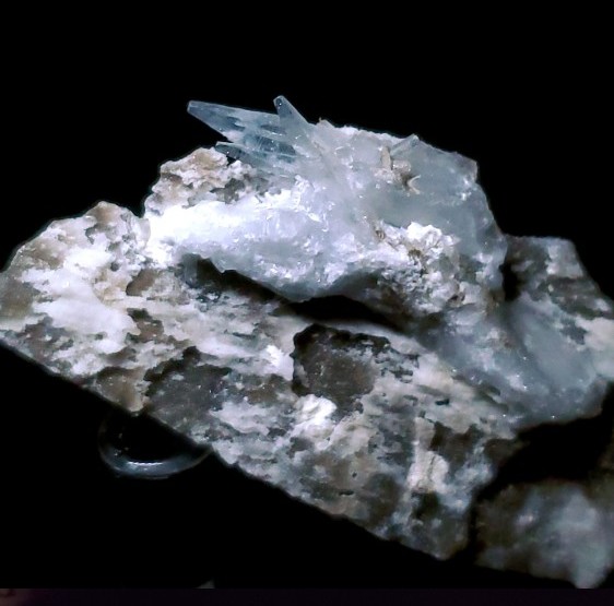 Fichier:Celestine chat 2.jpg