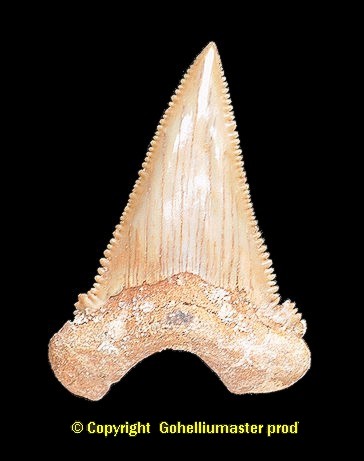 Paleocacharodon orientalis maroc 1.jpg