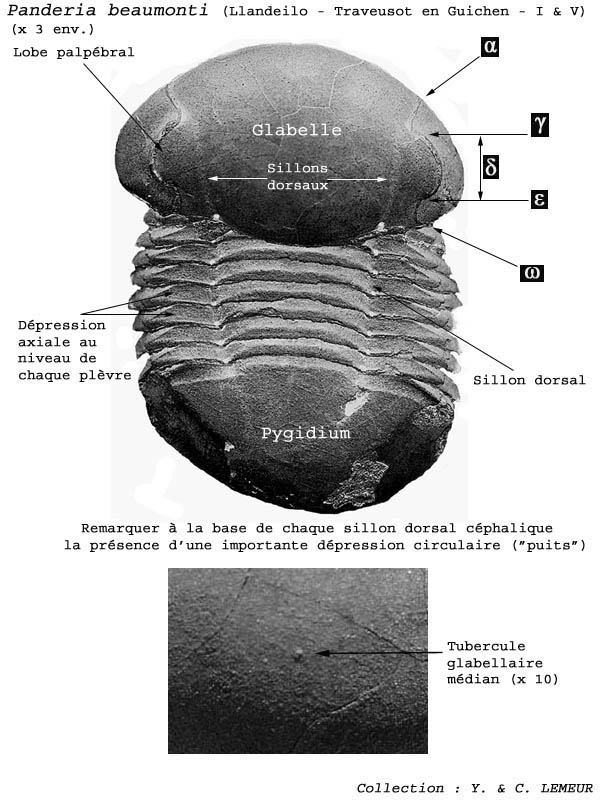 Trilobite-102.jpg