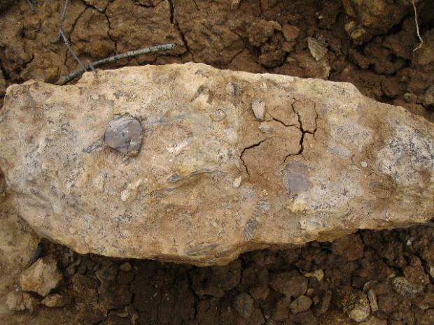 Fichier:Jard Pliensbachien 1.jpg