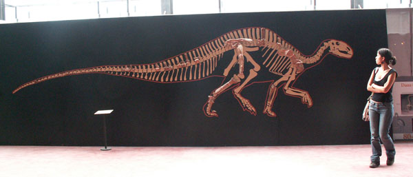 Squelette-rhabdodon.jpg