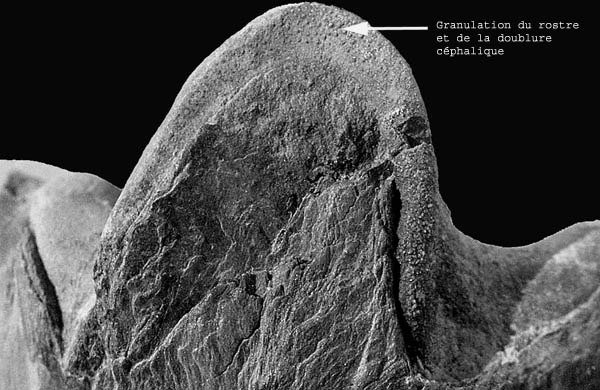 Trilobite-31.jpg