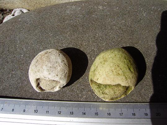 Fichier:Oeufs 001 (2).jpg