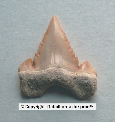 Paleocacharodon orientalis maroc 3.jpg