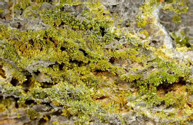 Fichier:Pyro propieres.jpg