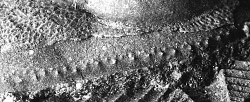 Trilobite-42.jpg