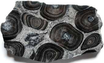 Une roche orbiculaire : syenodiorite orbiculaire, montrant des orbicules dissous lors de la mise en place de la matrice.