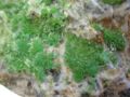 Pyromorphite-saint-salvy-tarn-3.jpg