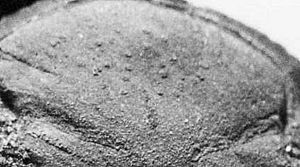 Trilobite-39.jpg