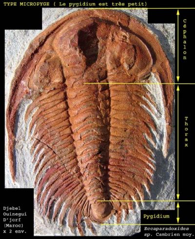 Trilobite-12.jpg