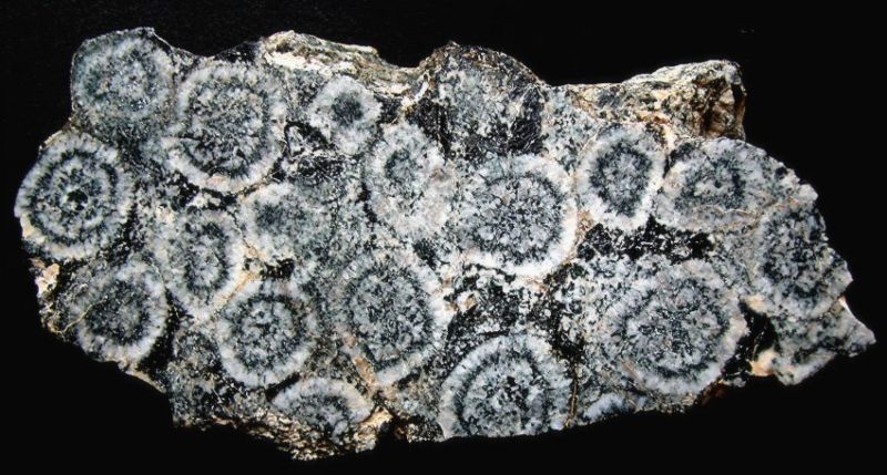 Fichier:Plaque de Diorite orbiculaire Corse.JPG