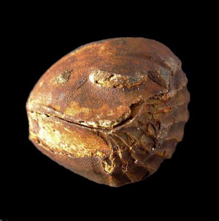 Panderia beaumonti-8.jpg