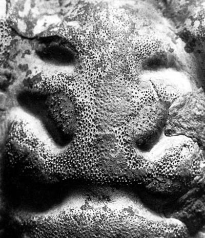 Trilobite-41.jpg