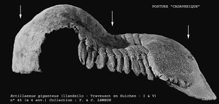 Trilobite-61.jpg