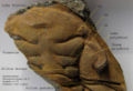 Guichenia dufouri-1.jpg