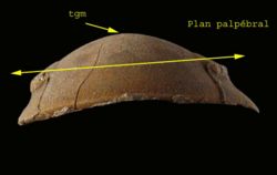 Panderia beaumonti-5.jpg