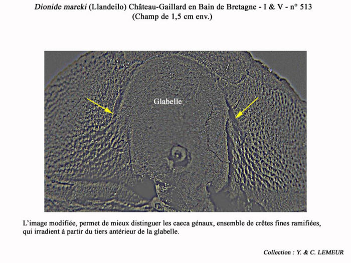 Trilobite-118.jpg