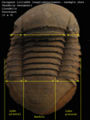 Trilobite-1.jpg