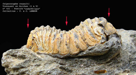 Trilobite-59.jpg
