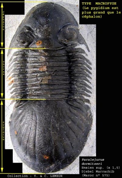 Trilobite-11.jpg
