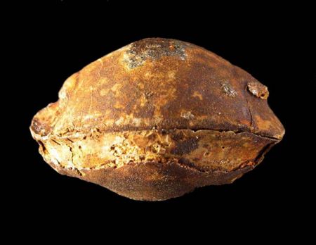 Panderia beaumonti-9.jpg