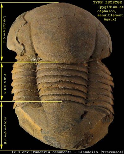 Trilobite-9.jpg