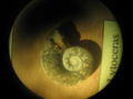 Ammonite-valanginien-lytoceras.jpg