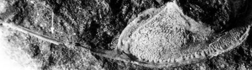 Trilobite-24.jpg