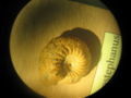 Ammonite-valanginien-olcostephanus.jpg
