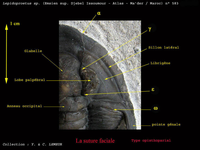 Trilobite-77.jpg