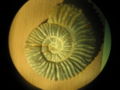 Ammonite-valanginien-thurmannia.jpg