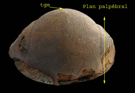 Panderia beaumonti-7.jpg