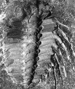 Trilobite-26.jpg
