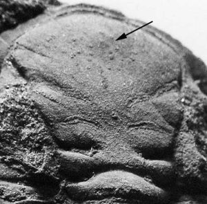 Trilobite-36.jpg